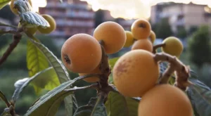 Muşmulanın Faydaları ve Zararları Nelerdir