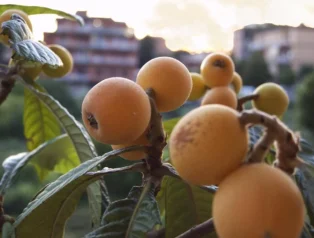 Muşmulanın Faydaları ve Zararları Nelerdir