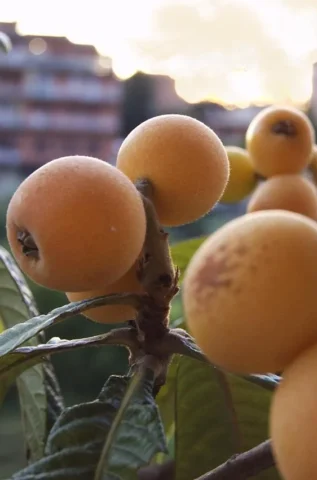 Muşmulanın Faydaları ve Zararları Nelerdir