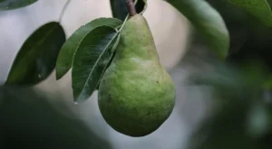 Armutun Faydaları ve Zararları Nelerdir