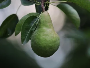 Armutun Faydaları ve Zararları Nelerdir