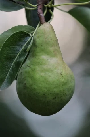 Armutun Faydaları ve Zararları Nelerdir