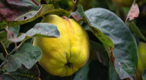 Ayvanın Faydaları ve Zararları Nelerdir