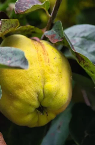 Ayvanın Faydaları ve Zararları Nelerdir