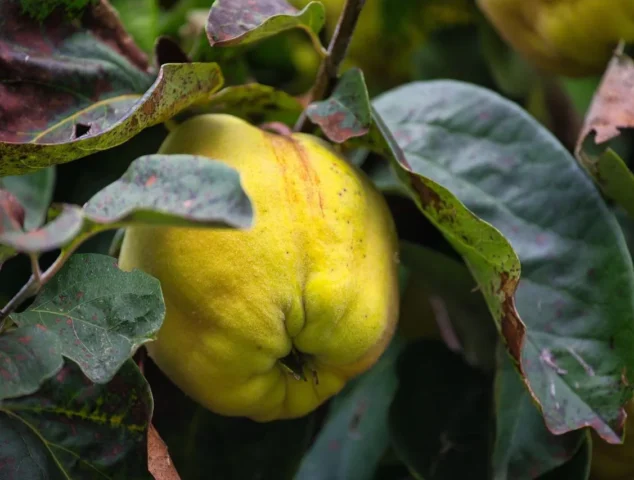 Ayvanın Faydaları ve Zararları Nelerdir